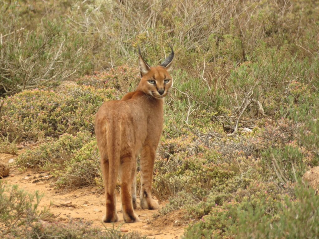 African Caracal.
