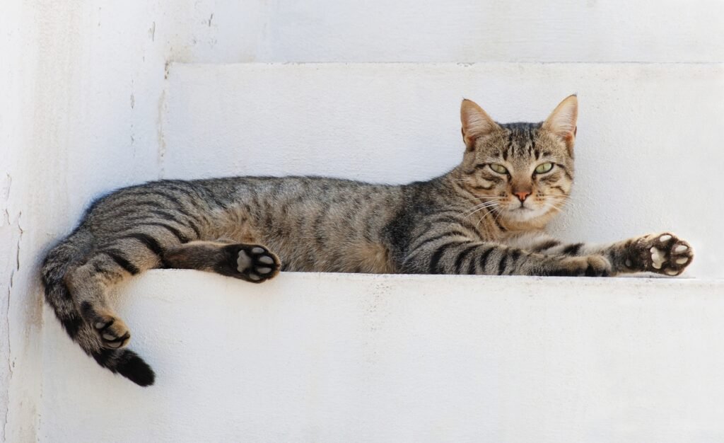 A cat sitting on stairs.