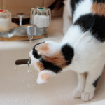 Cat drinking tap water.