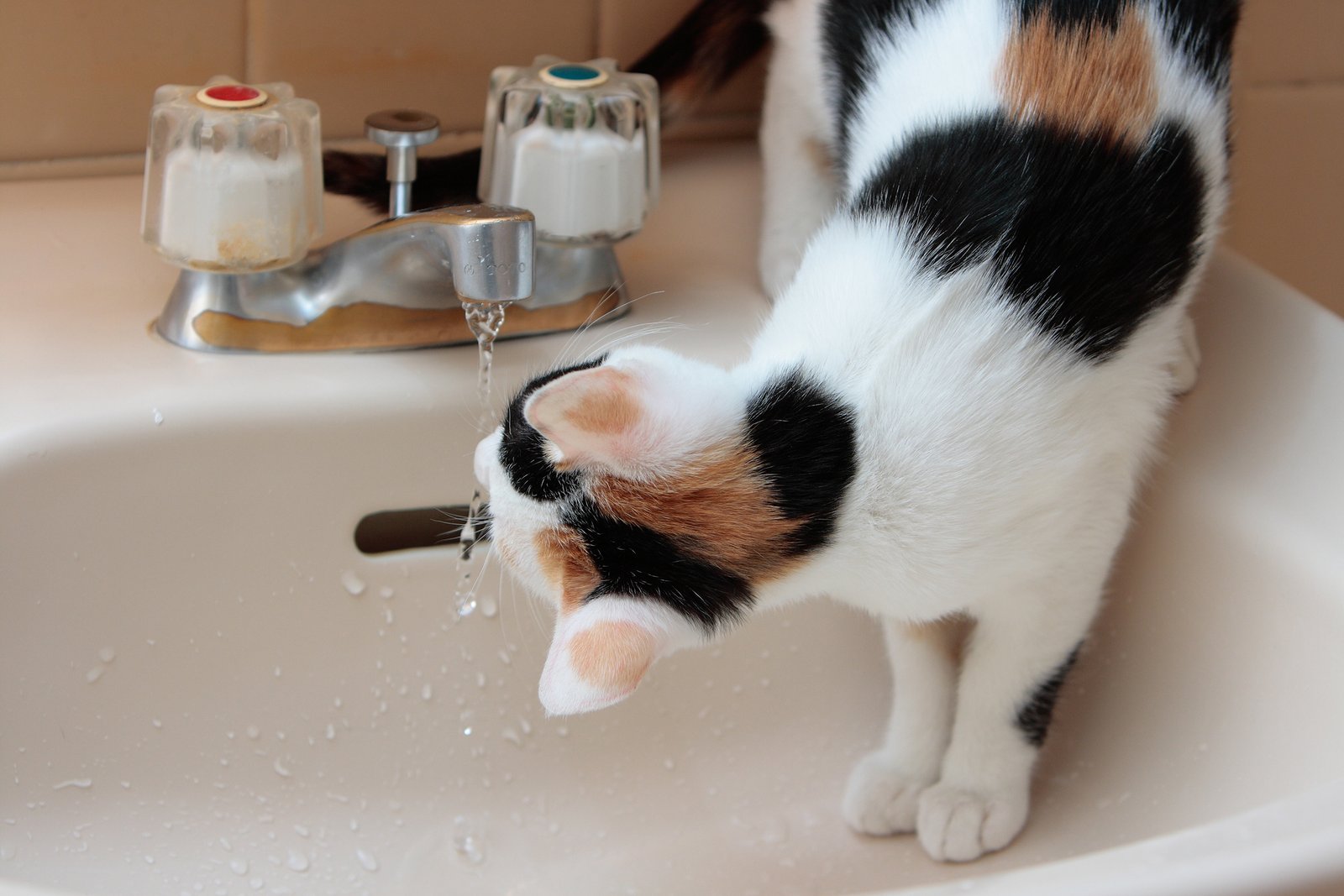 Cat drinking tap water.