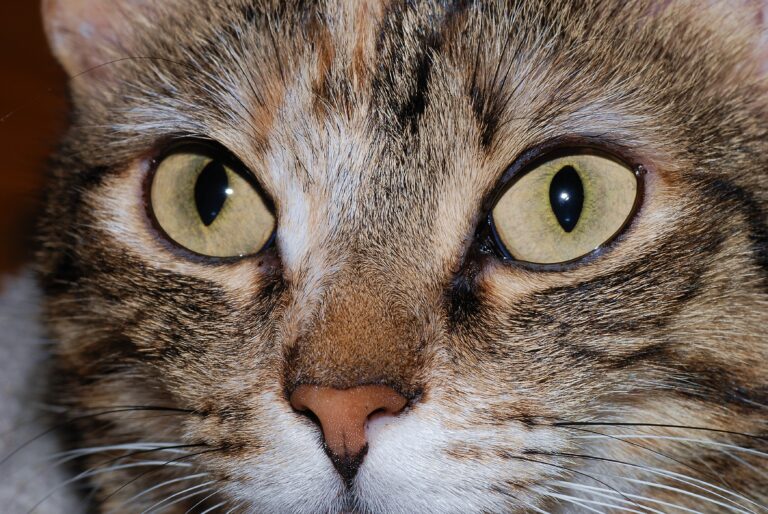 Close-up of a cat's eyes
