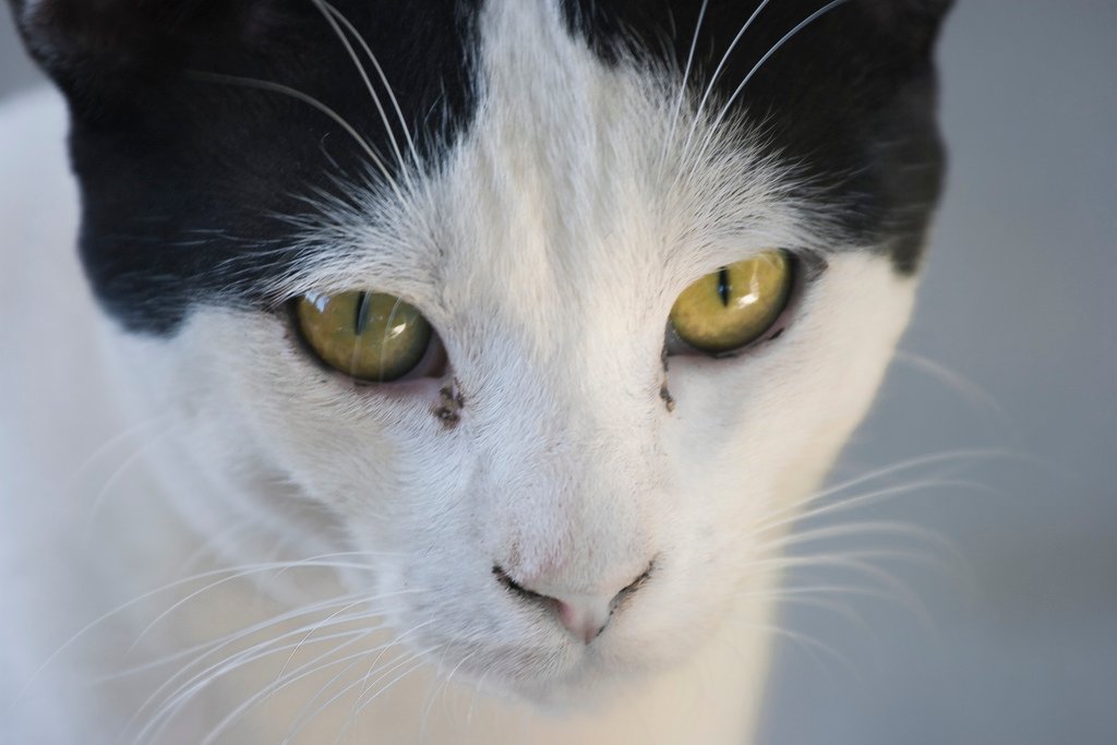 Cat eyes.