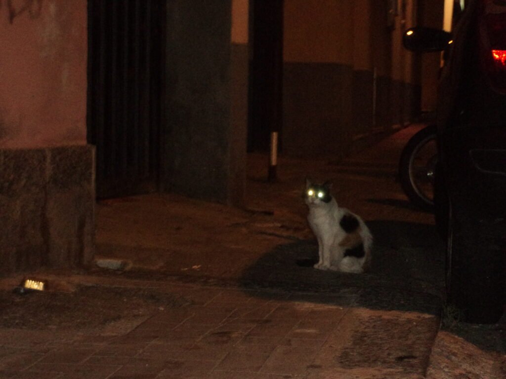 A cat sitting in a streetway at night.