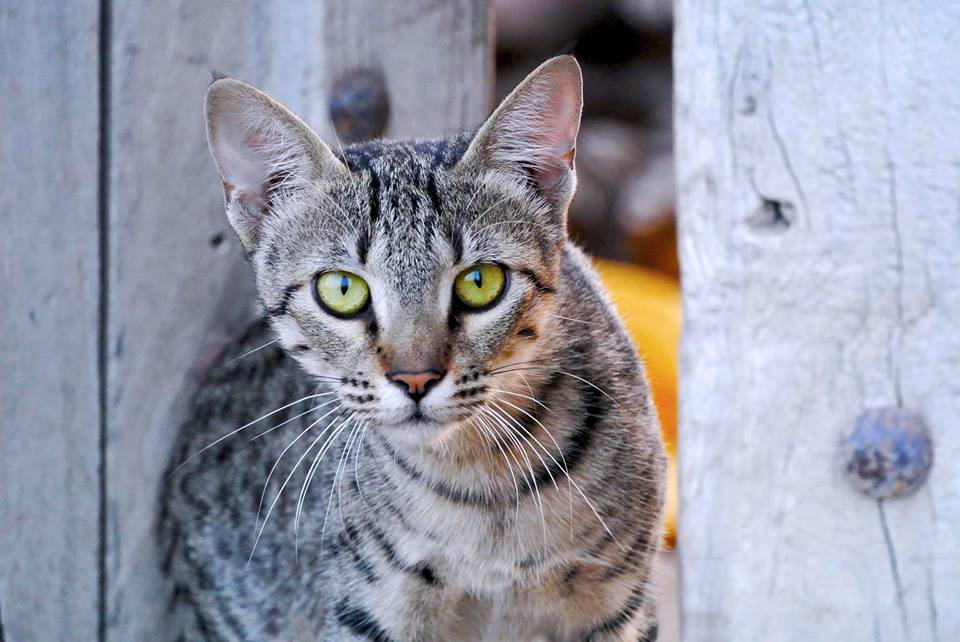 A cat looking into camera.