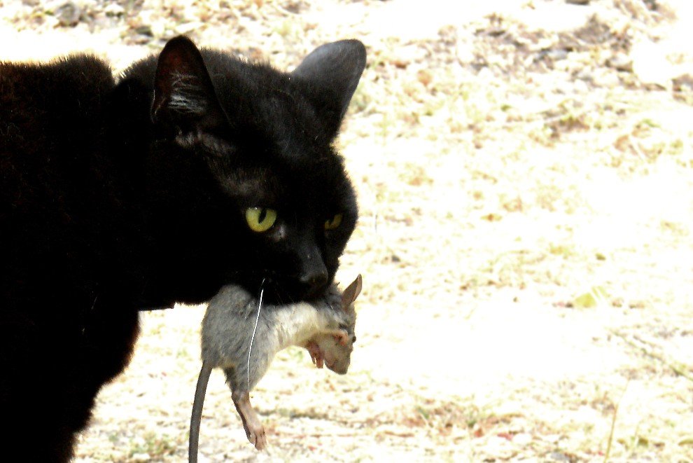 Cat carrying a mouse.