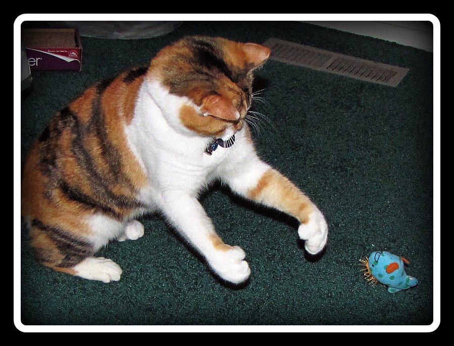 Cat playing with catch and release.