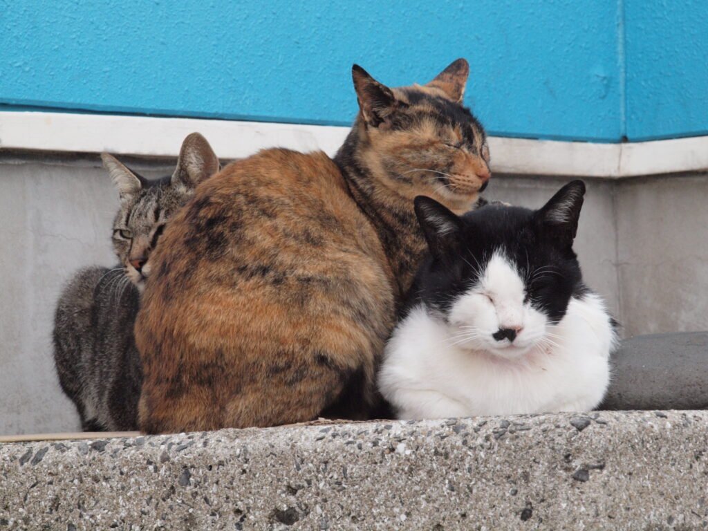 Group of cats sitting together.