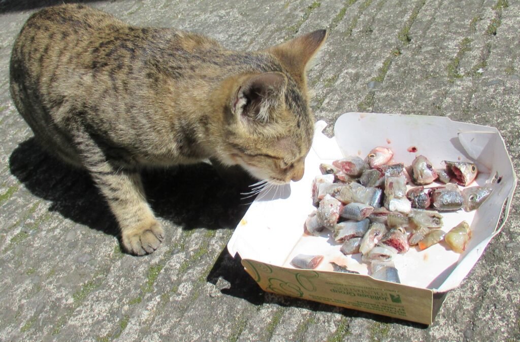 Cat eating fish.