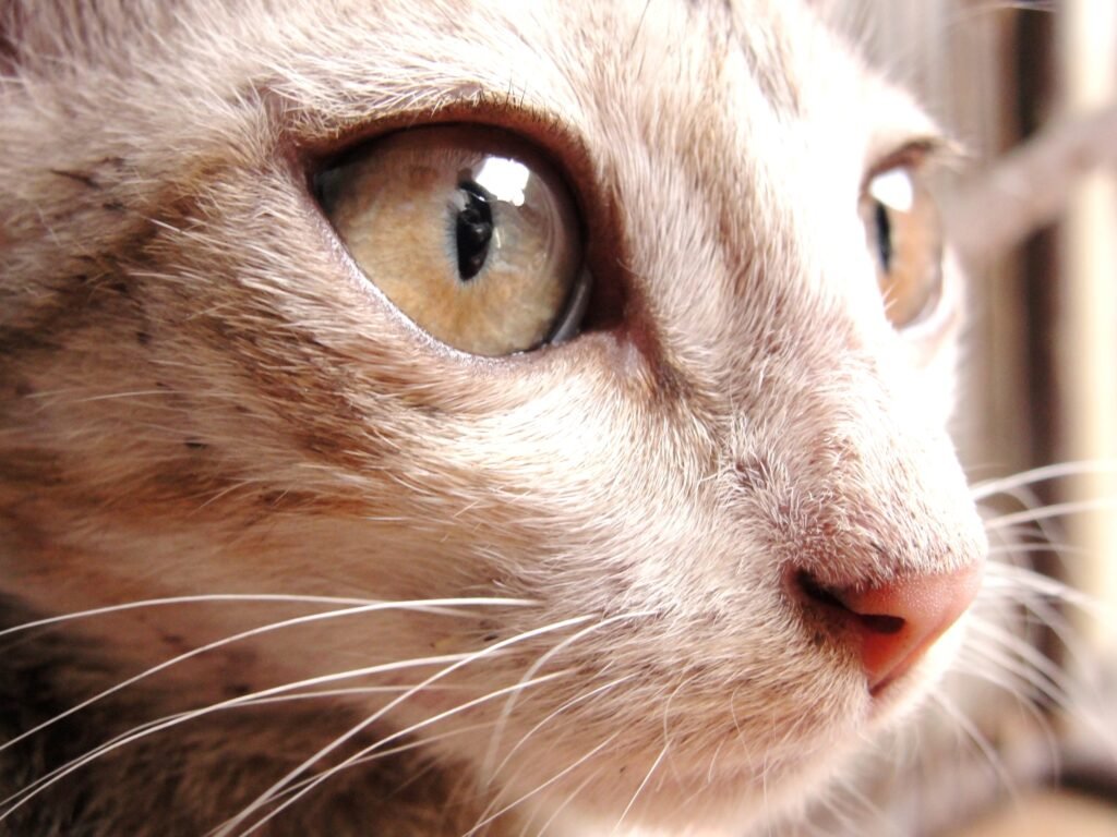 Curious eyes of a cat.