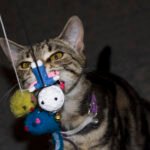 Cat playing with a toy.