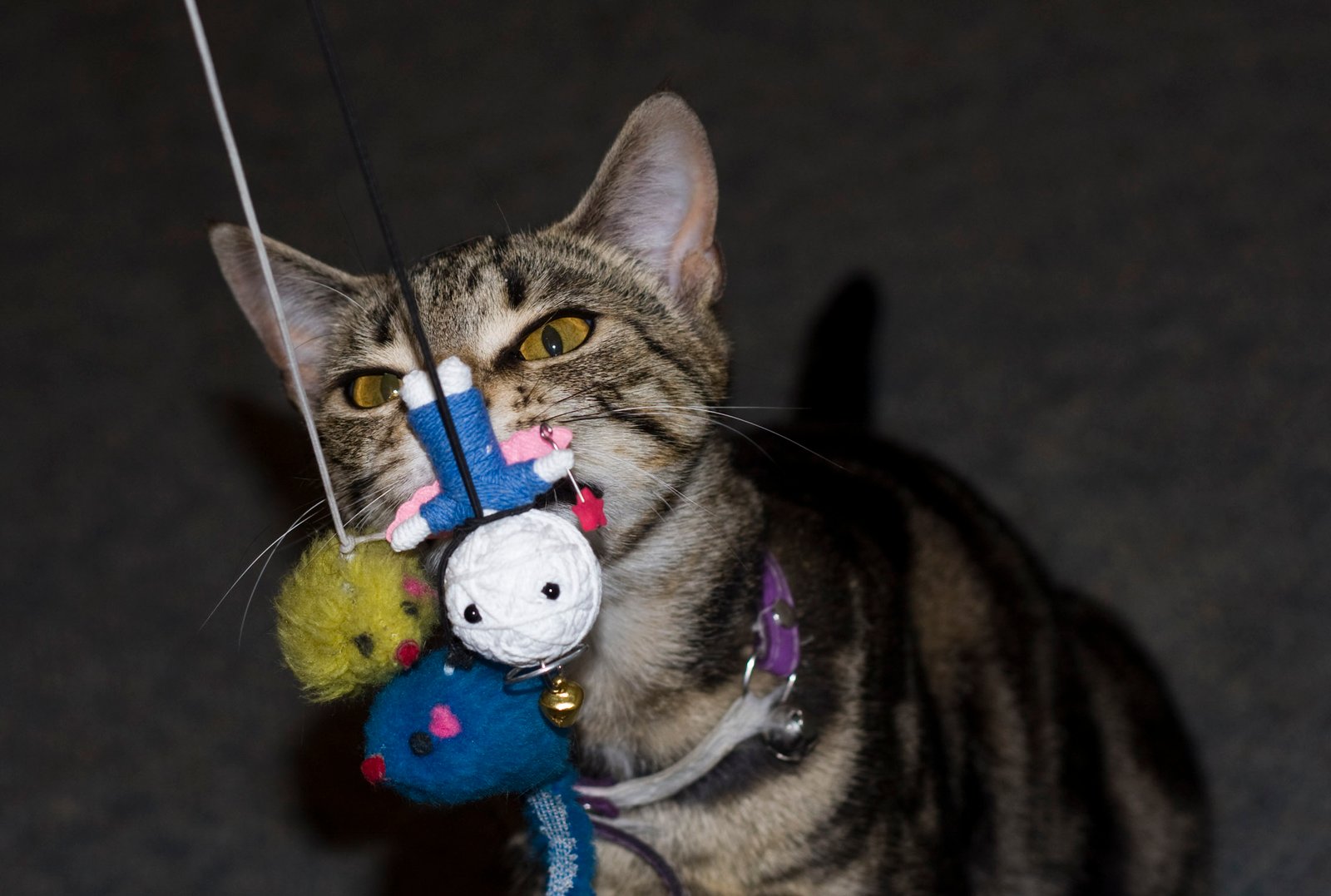 Cat playing with a toy.
