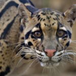 Close-up of a clouded leopard.