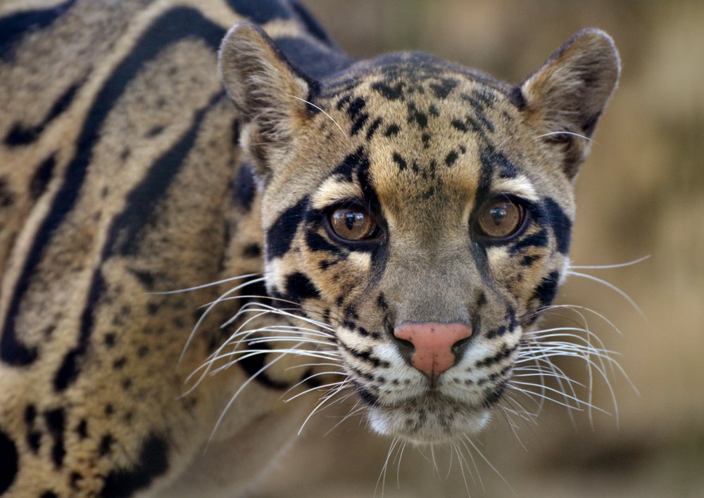 Close-up of a clouded leopard.