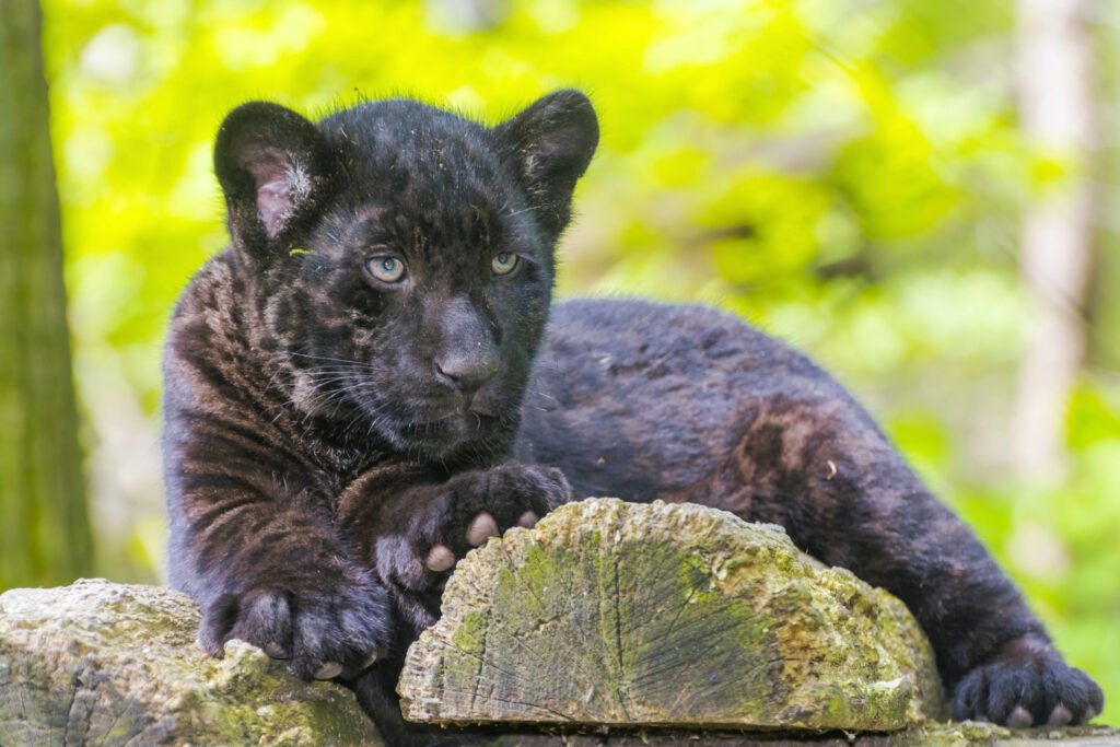jaguar cub