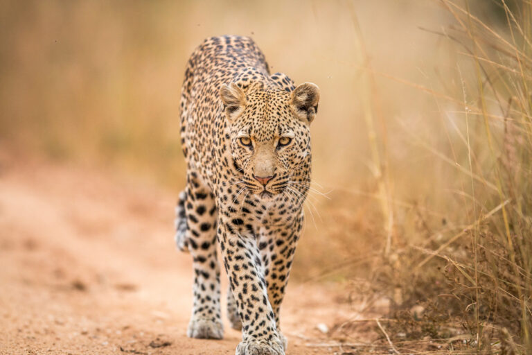The Challenges of Protecting Big Cats in a Changing World