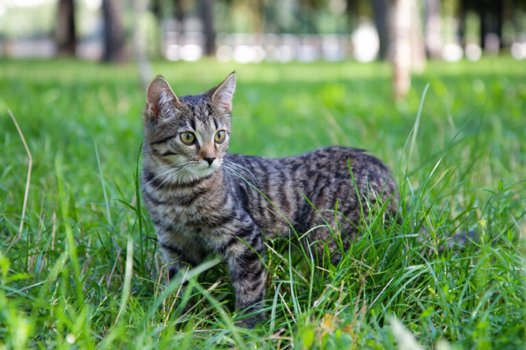 domestic cat