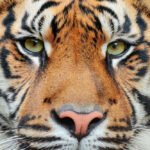 Close-up portrait of a tiger
