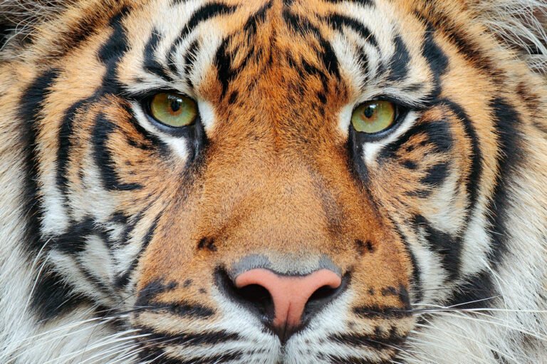 Close-up portrait of a tiger