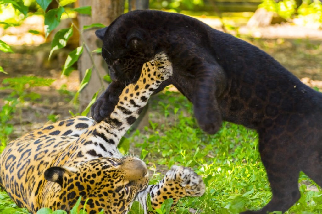 Two Jaguars playing