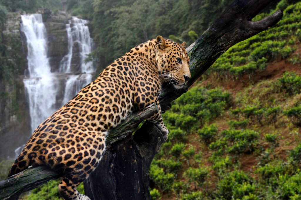 jaguar in tree.