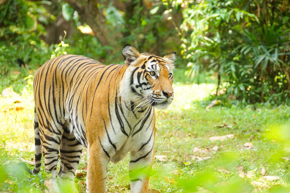 Bengal Tiger