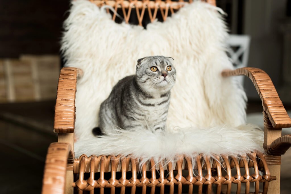 cat on chair