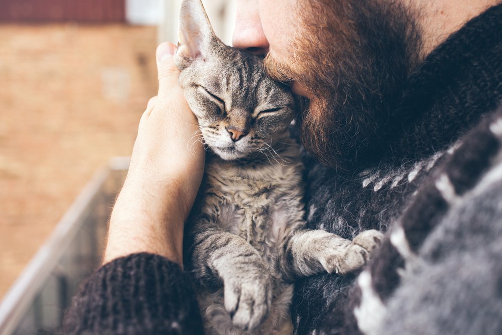 Close-up of beard man holding his cat and kissing.