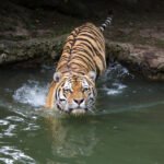 Siberian tiger (Panthera tigris altaica)