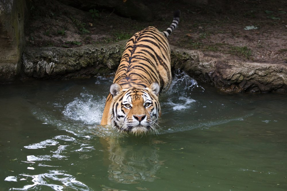 Siberian tiger (Panthera tigris altaica)