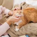 Close up of owner stroking red cat in bed at home