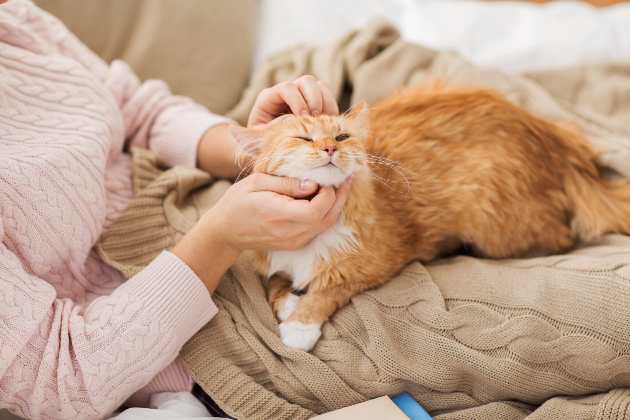Image showcasing Understanding Why Cats Purr and What It Really Means