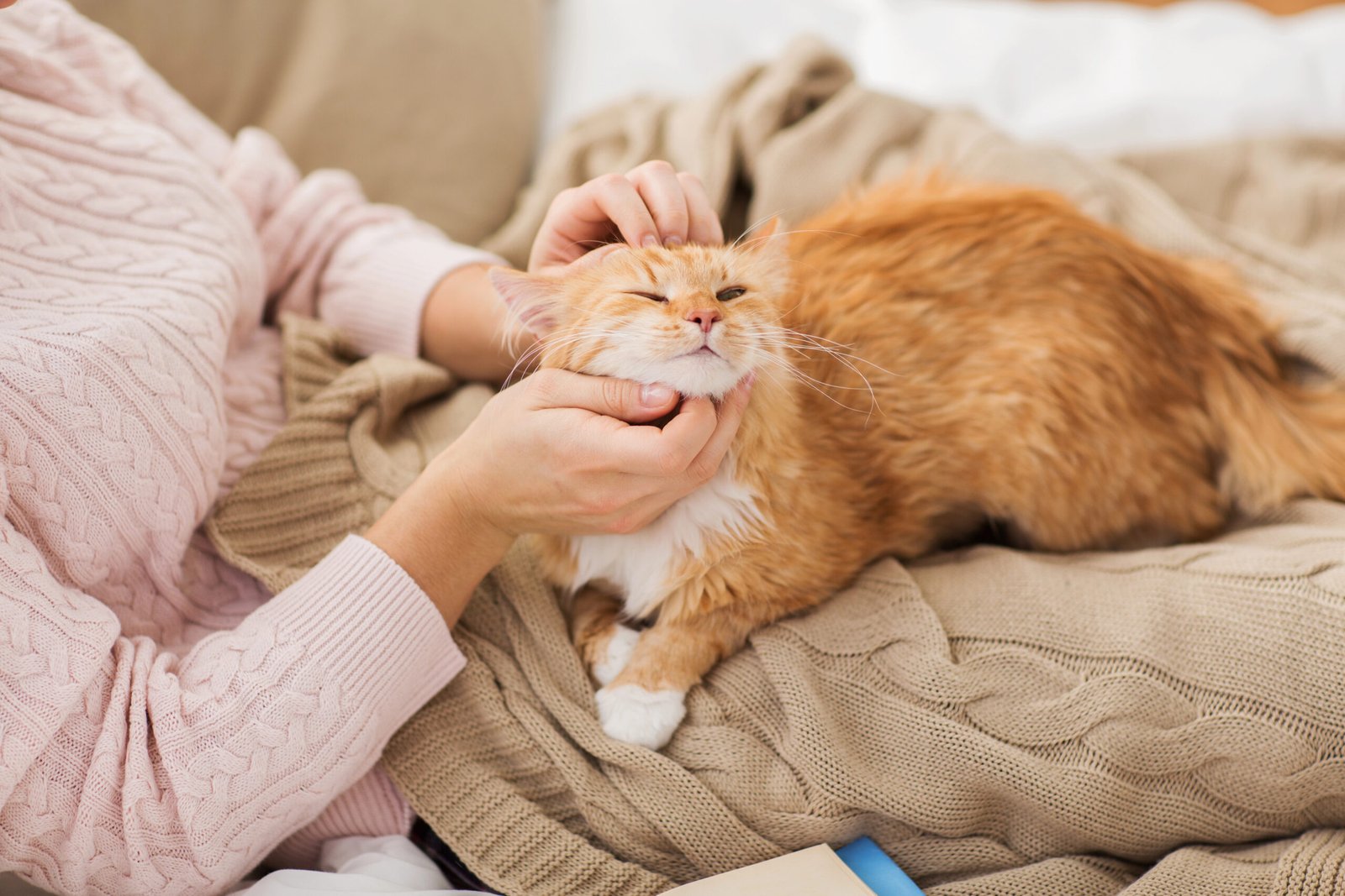 Close up of owner stroking red cat in bed at home