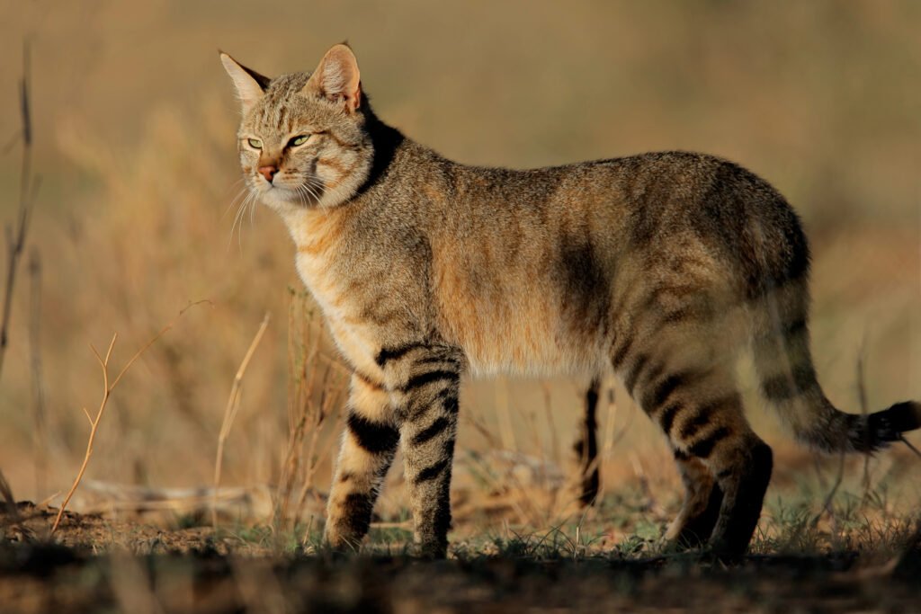 African Wildcat