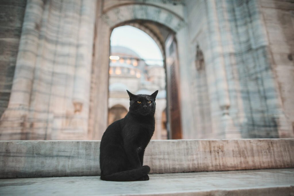 cat sitting in front of ancient ruins.