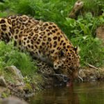 Endangered amur leopard drinking river water in green forest
