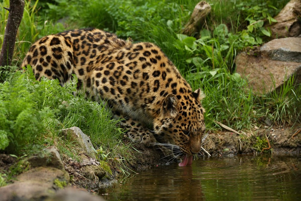 Endangered amur leopard drinking river water in green forest