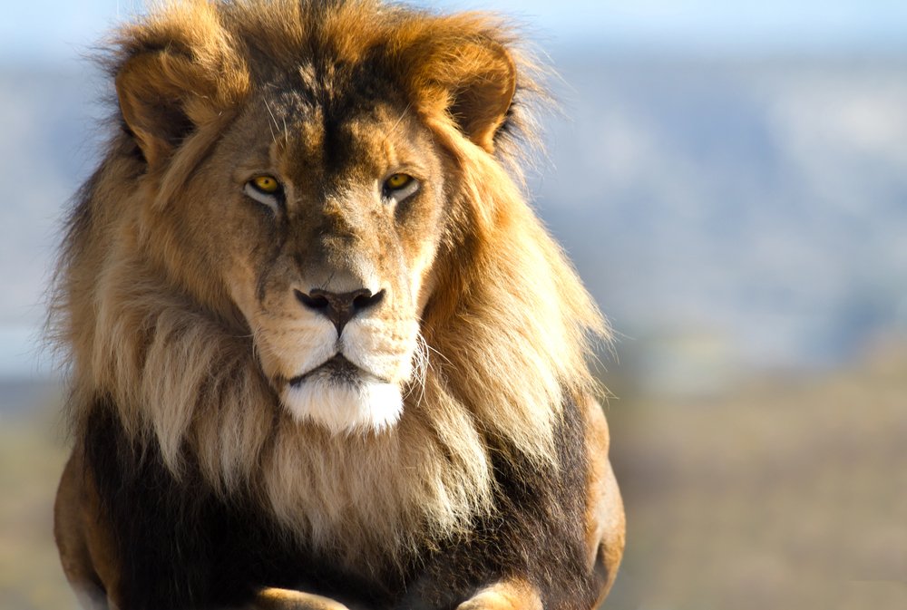 Lion, King of the wild