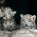 Snow Leopard Cubs.