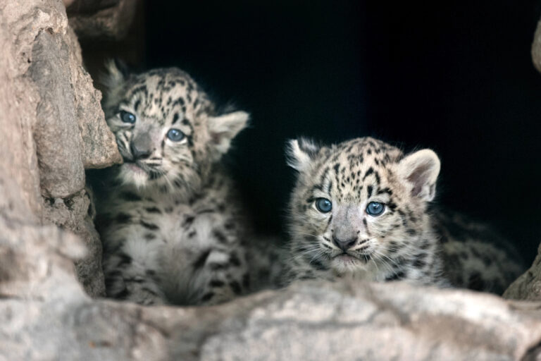 Snow Leopard Cubs.