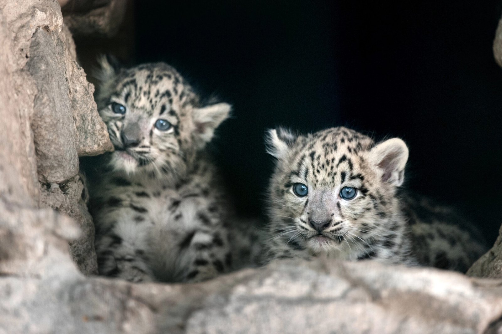 Snow Leopard Cubs.