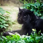 black jaguar