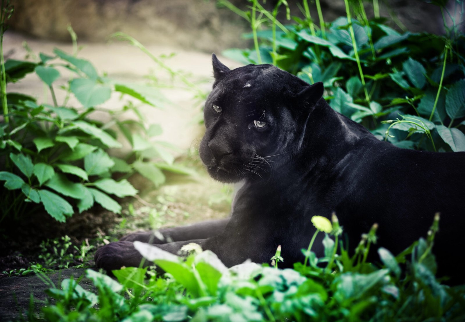 black jaguar
