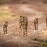 Cheetah walks down track with four cubs