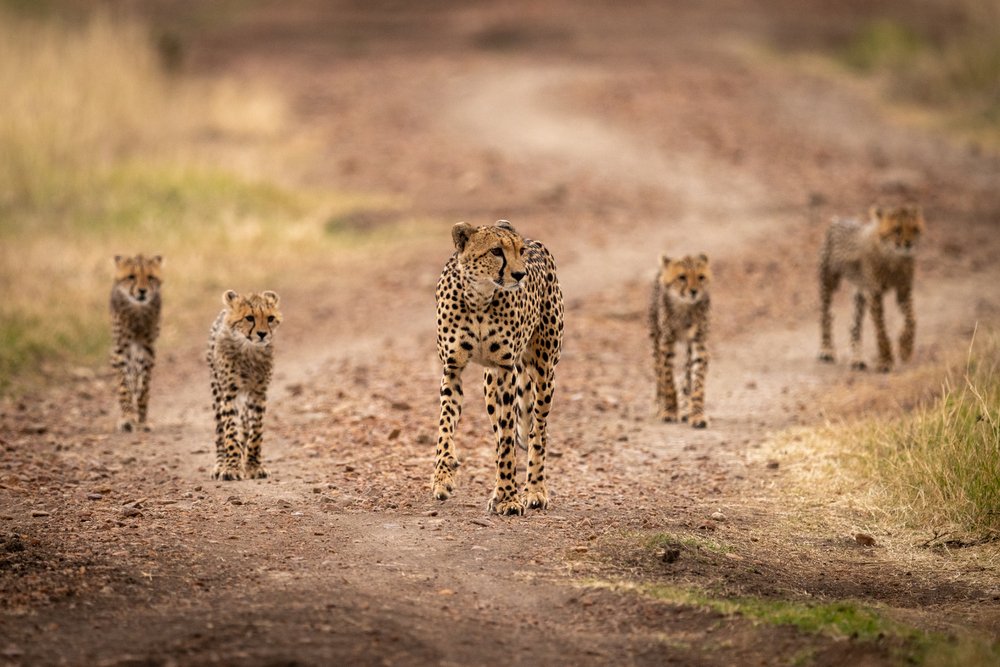Cheetah walks down track with four cubs