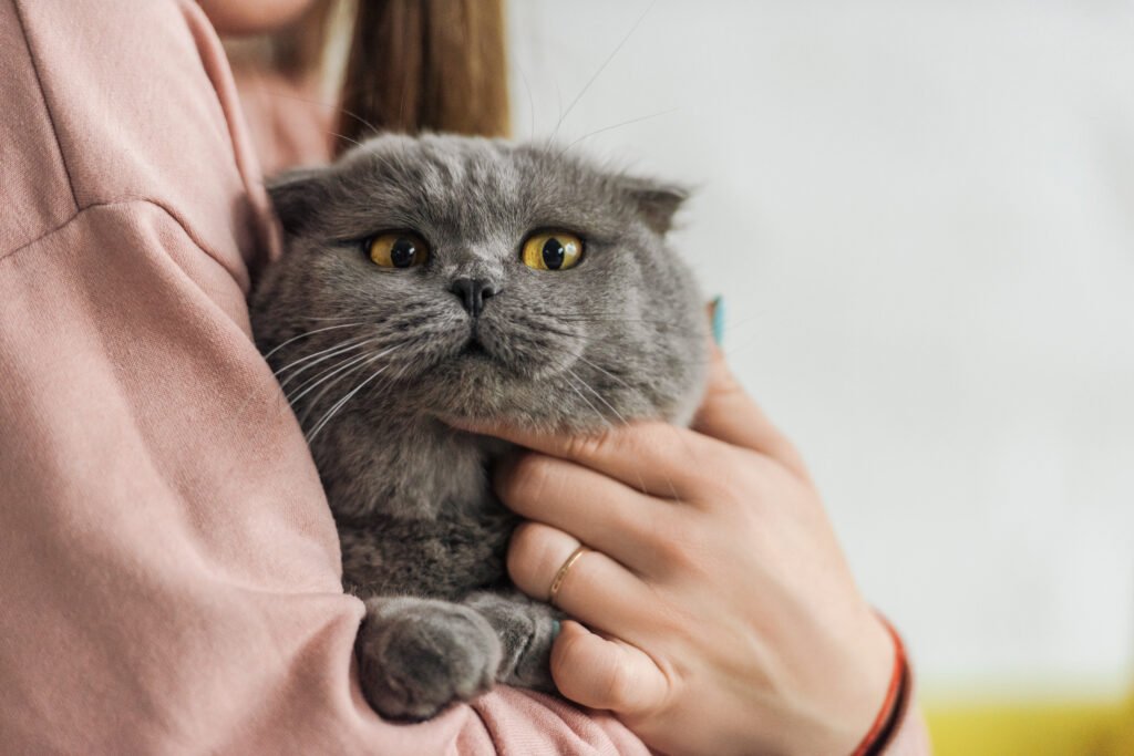 cat in womans arms.