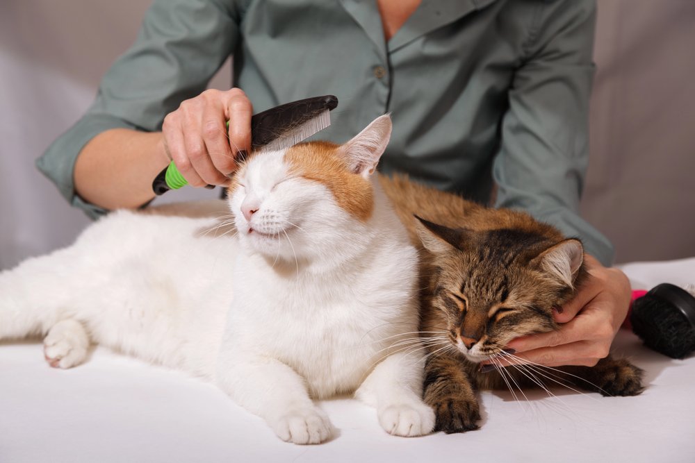 White cat lies and enjoys combing, and the striped cat is waiting to be combed.