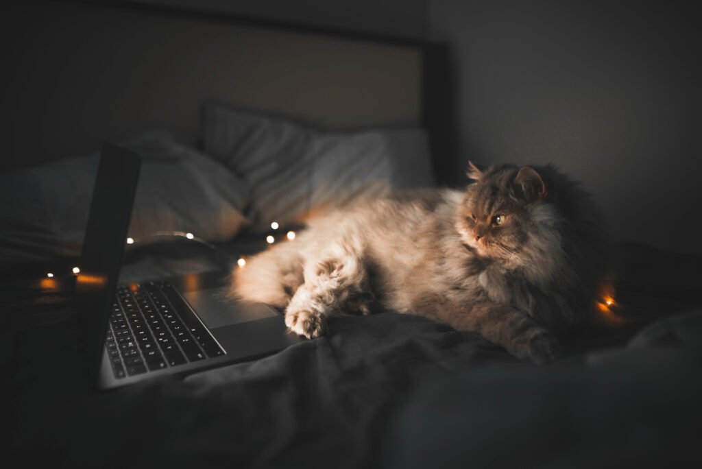 night cat