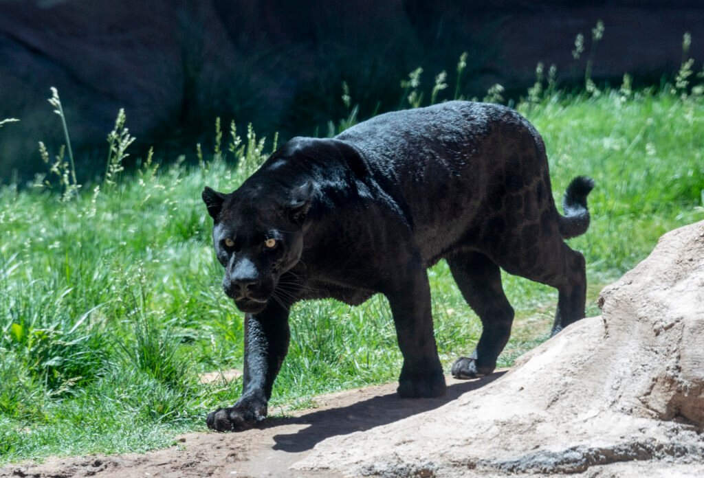 black jaguar