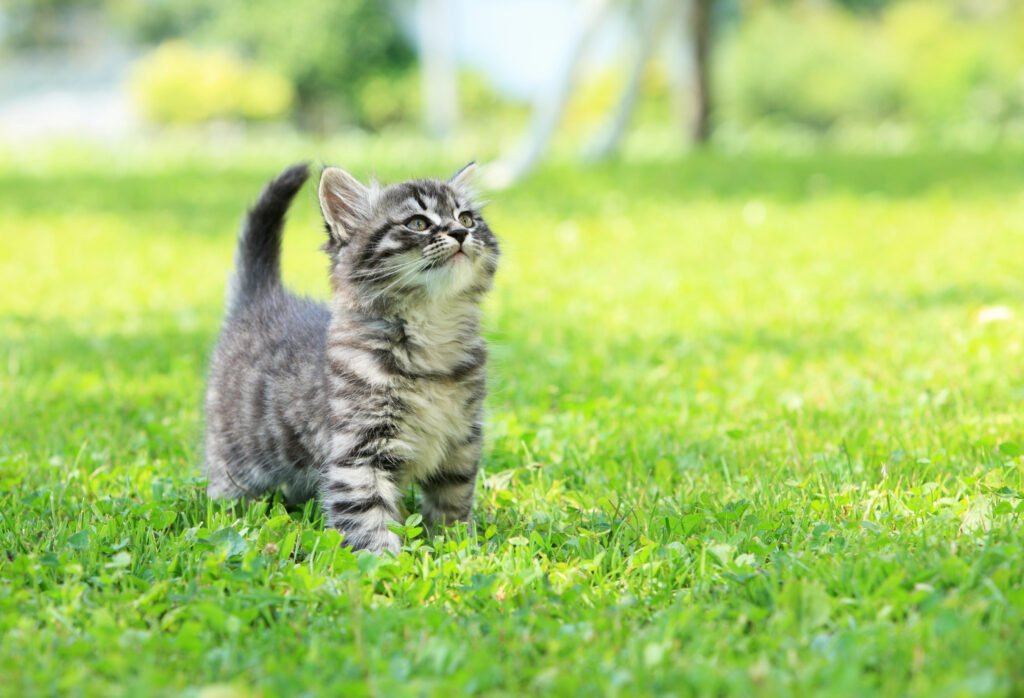 cat in garden