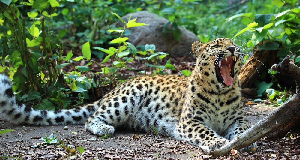 Amur leopard yawning.